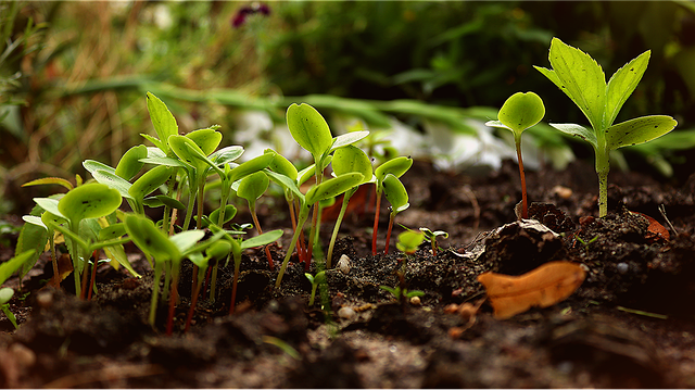 Se lancer dans la permaculture : aidez-vous d’un livre de permaculture