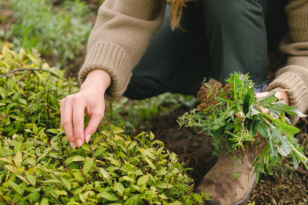 Quelle est la différence entre un jardinier et un paysagiste ?